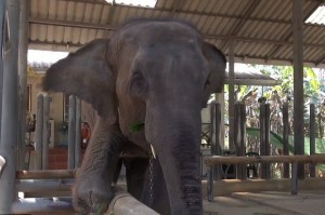 Elefante e protesi zoom